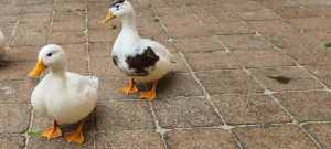 Bantom call ducks for sale