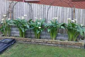 12cm potted calla lily indoor outdoor or pond plant
