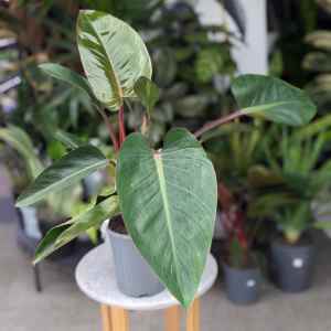 Philodendron Rojo Congo - 180mm (Goulburn Delivery Sunday)