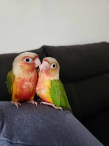 1 Left Hand Raised High Red Pineapple Conures