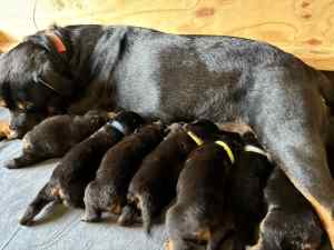 Purebred Rottweiler puppies $1500- $2200