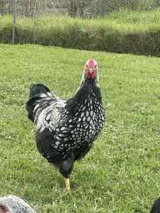 Silver Laced Wyandotte Roosters