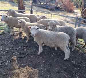 Crossbred lambs - Quick Sale