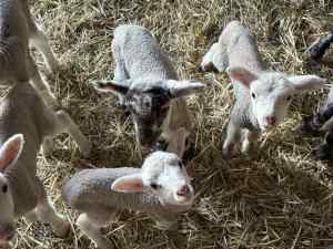 4 x poddy lambs