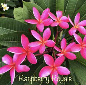 Hot Pink Raspberry Royale Frangipani