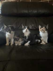 Kittens for sale!!!!