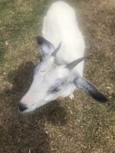 Paid agistment needed for 24 miniature goats in Moreton Bay Area