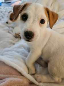 CUTE PURE BRED JACK RUSSELL FEMALE PUP