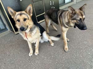 Two German Shepherd urgent for sale