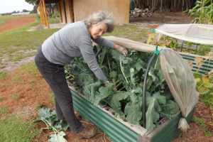 Raised Garden beds with covers