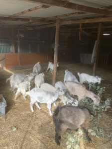Female goats for sale