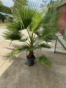 Fan palms (Washingtonia Robusta)