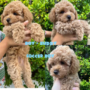 gumtree miniature poodle