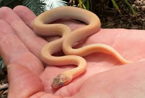 Marble Childrens python hatchlings