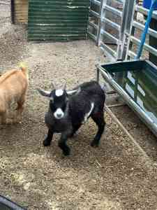 Updated 16/4 pigmy goats $100ea and boer goat male $100