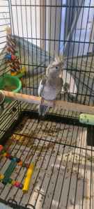Cage with young female cockatiel 
