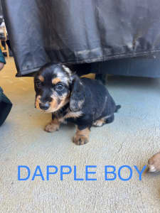Mini Dapple Daschund puppy