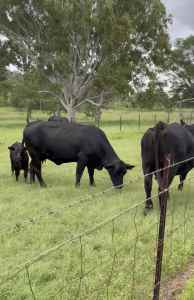 Brangus Cow and Calf units