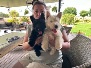 Westie gumtree hot sale