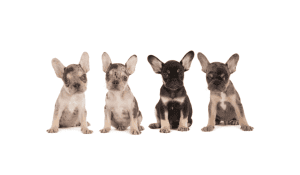 Pedigree French Bulldog Puppies for sale