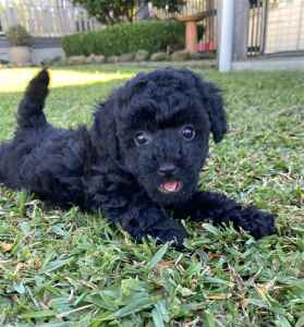 Toy Poodle - Purebred Puppy 1 x Male, healthy and playful.