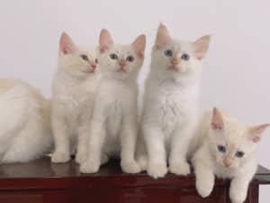Ragdoll kittens (5 kittens left； 2 months old)