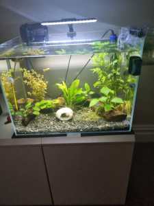 Tropical 50 litre (FISH AND PLANTS NOT INCLUDED).