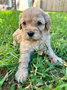 Adorable Puppies - Cavoodle, Perfect Family Pet!