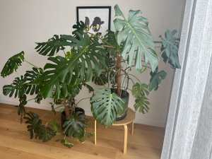 Monstera Plants Large with Pots x2