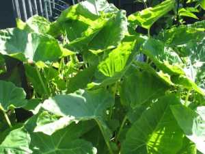 Potted edible elephant ear plants for sale (not taro)