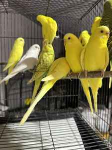 BUDGIES MALES AND FEMALES