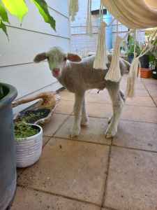 Day Old Merino Ewe Lamb