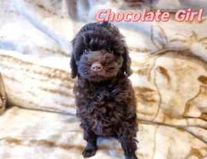 Gorgeous Miniature Cavoodle Pups - Chocolate - DNA Clear