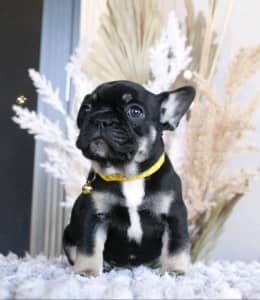 6 Weeks old- French bulldog puppies