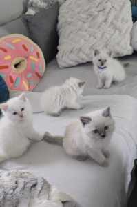Absolutely adorable Pure Ragdoll Kittens looking for forever home