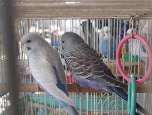 Baby Budgies 9-10 weeks old only 2 left