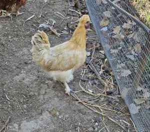 Hens for sale isa brown and silky hybrids