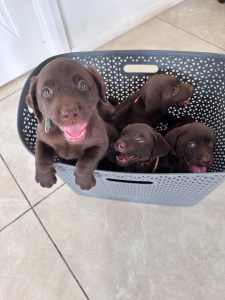 Labrador Puppies - Ready For their New Home