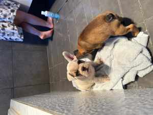 For sale pure breed French bulldog pups