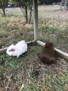 2 x female guinea pigs