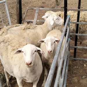 3 Dorper ewes for sale