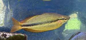 Rainbowfish- Wenlock R