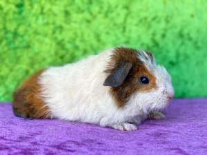Purebred Rex cavies for sale