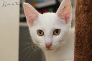 Casper rescue kitten NC1368 vetted-Joining Petcity Joondalup