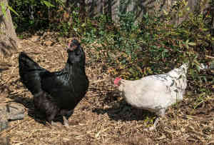 2x Point of lay Easter egger hens / pullets - PENDING PICK-UP
