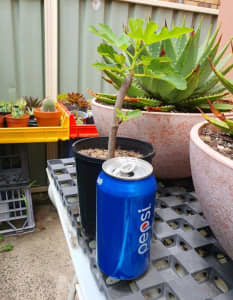 FIG TREE IN POTS HEALTHY PLANT 