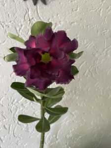 Purple double flowering desert rose