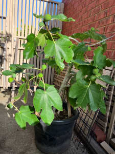 Fig Tree Dwarf Advanced Size
