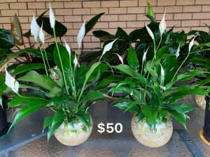 Variety of Indoor /Balcony Plants from $15 to $60 - Pickup Yagoona
