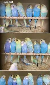 BUDGIE BABIES 5 to 8 Weeks & Young ones $25 to $30 Depending Colours